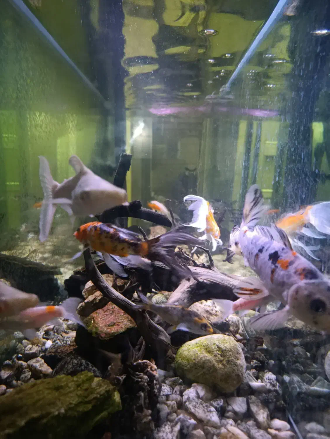 آکواریوم ۱.۵ متری با لوازم کامل|ماهی|مشهد, هفده شهریور|دیوار