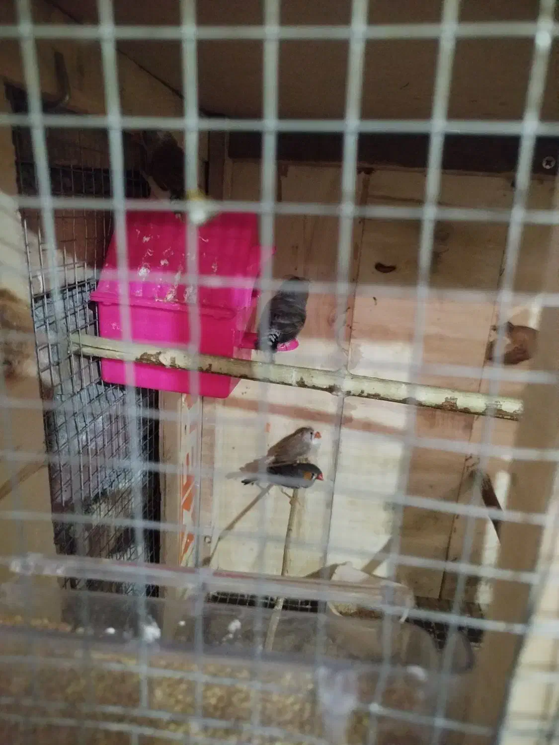 فنج دو جفت|پرنده|ارومیه, |دیوار