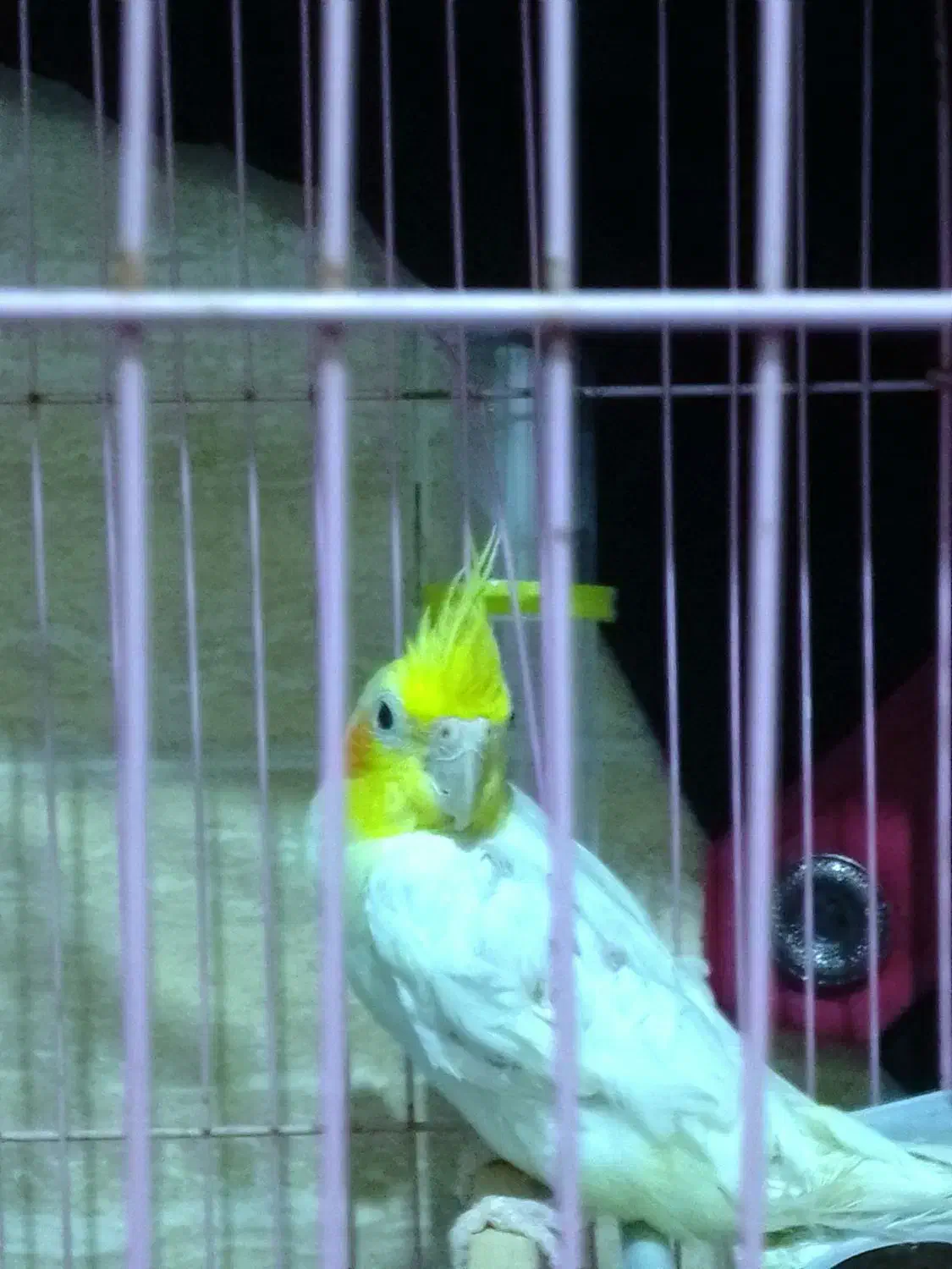 دو عدد عروس هلندی نر و ماده|پرنده|گالیکش, |دیوار