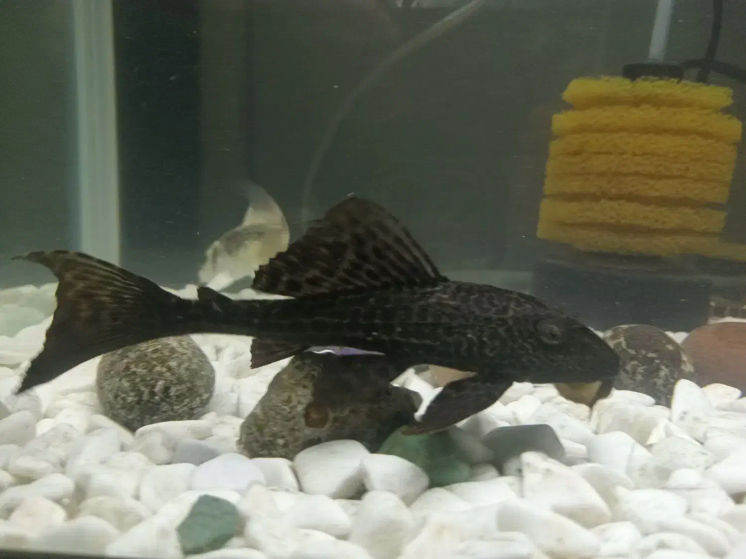 لجنخوار کت اسپرت|ماهی|مشکین‌دشت, |دیوار