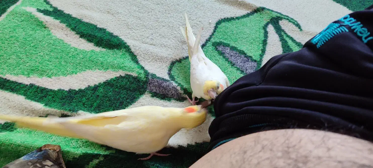 عرس هلندی|پرنده|طبس, |دیوار