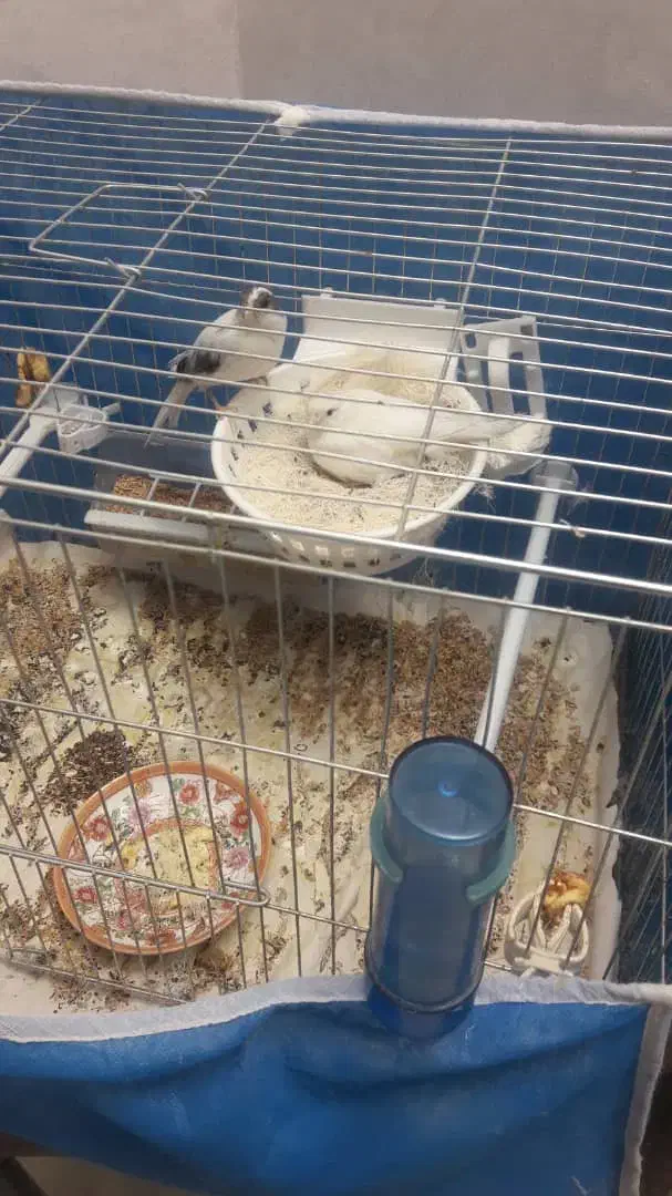 ماده سفید|پرنده|خمینی‌شهر, |دیوار