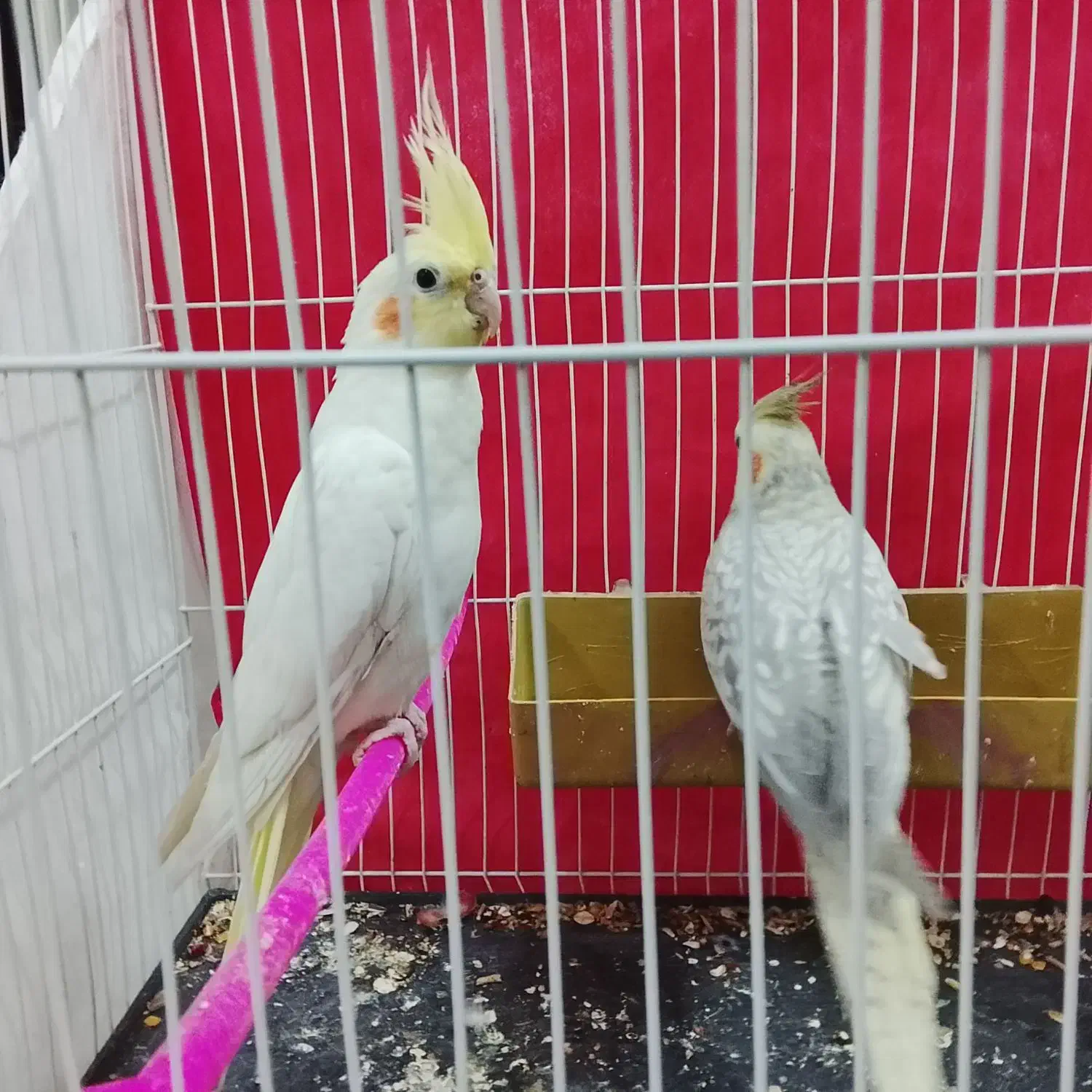 عروس هلندی|پرنده|شاندیز, |دیوار