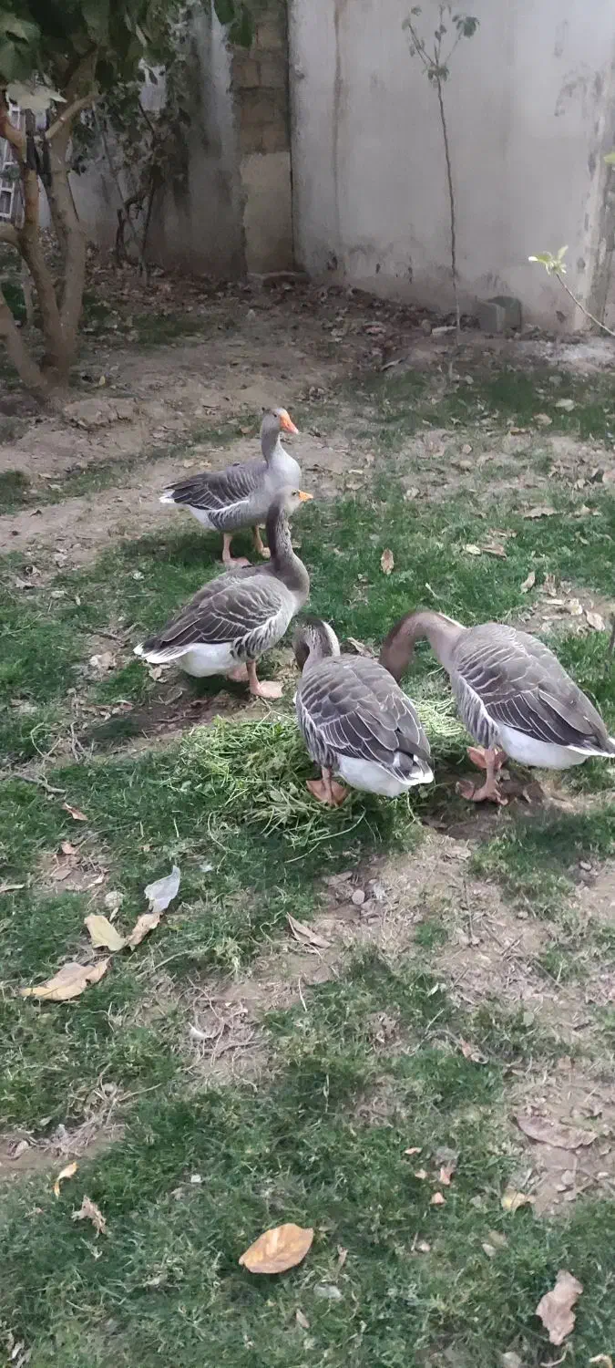 غاز محلی نر و ماده|حیوانات مزرعه|هشتگرد, خور|دیوار