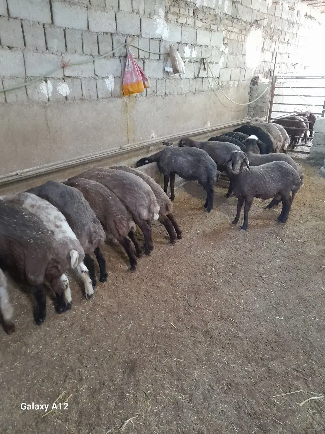 بره نر داشتی|حیوانات مزرعه|میلاجرد, |دیوار