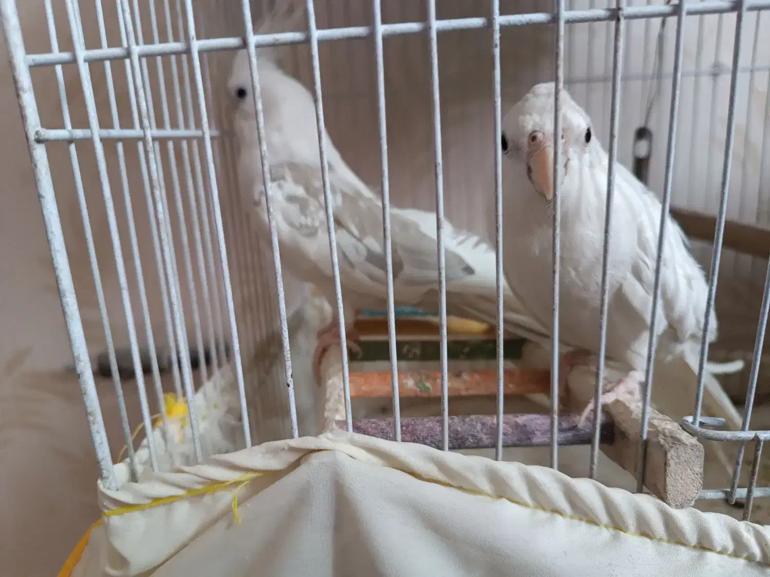 عروس هلندی البینو دوکت|پرنده|اصفهان, شهید رجایی|دیوار