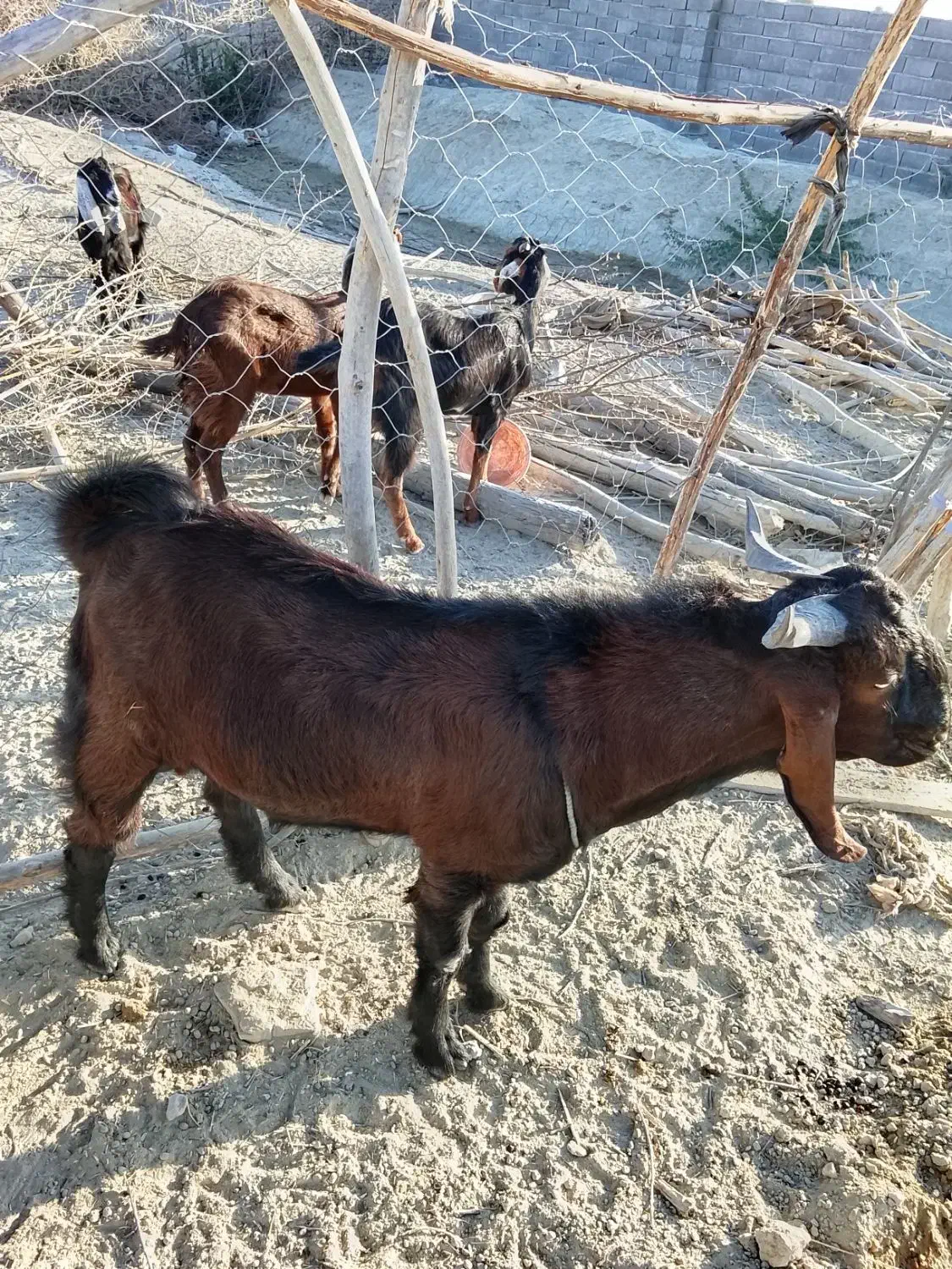 بزهای نرفروشی|حیوانات مزرعه|پلان, |دیوار