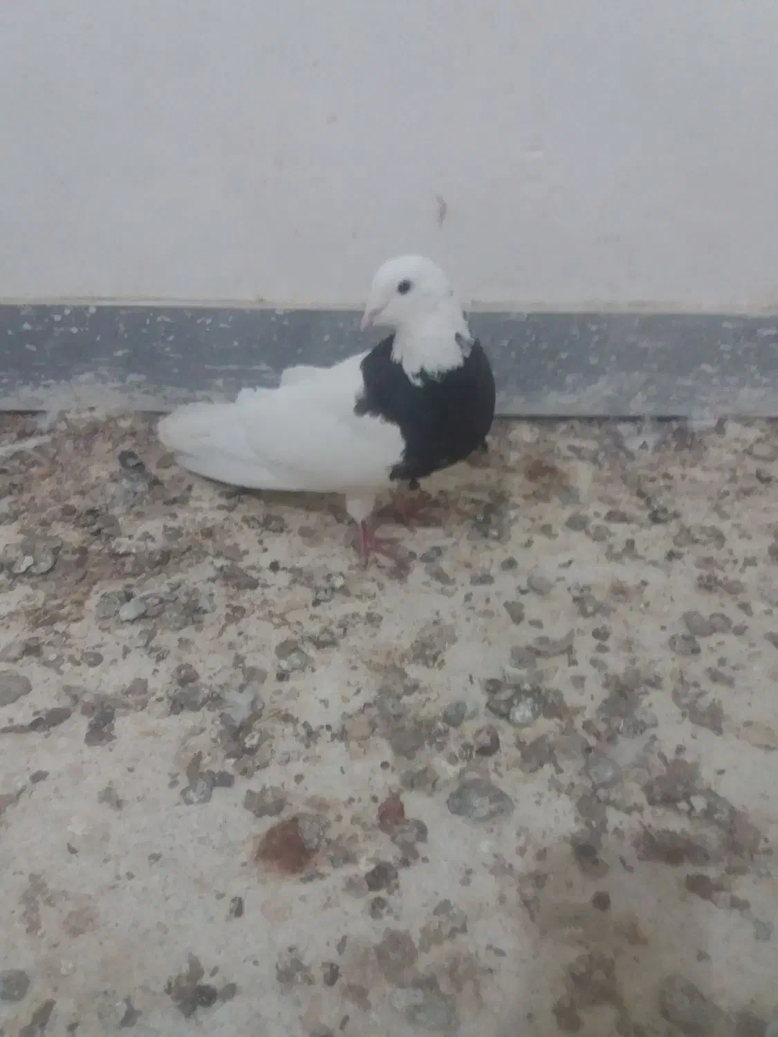 کبوترطوقی|حیوانات|همدان, |دیوار