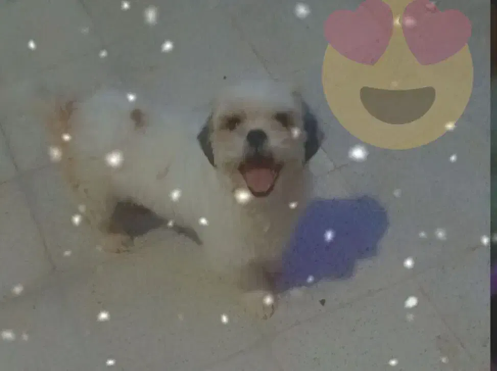 سگ شیتزو|سگ|مشهد, انقلاب|دیوار