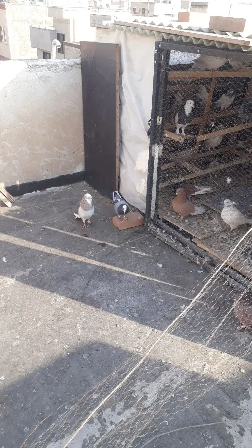 دوتا شازده همای نر و ی نر سبز و ی سفید سینه ماشی|پرنده|تهران, جیحون|دیوار