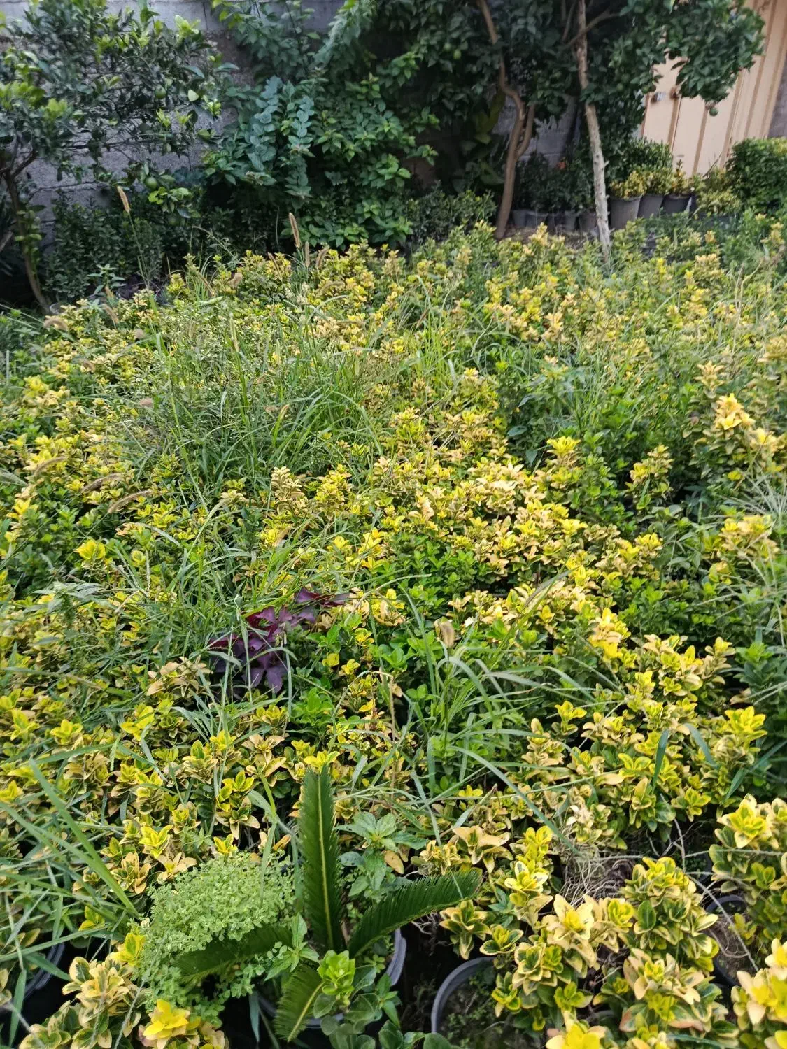 شمشاد طلایی ریشه لخت|گل و گیاه طبیعی|آمل, |دیوار