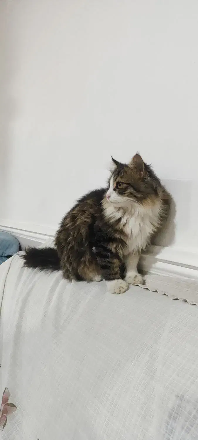 یه بچه گربه ۶ماهه ،نژاد دار باهوش|گربه|ایزدخواست, |دیوار