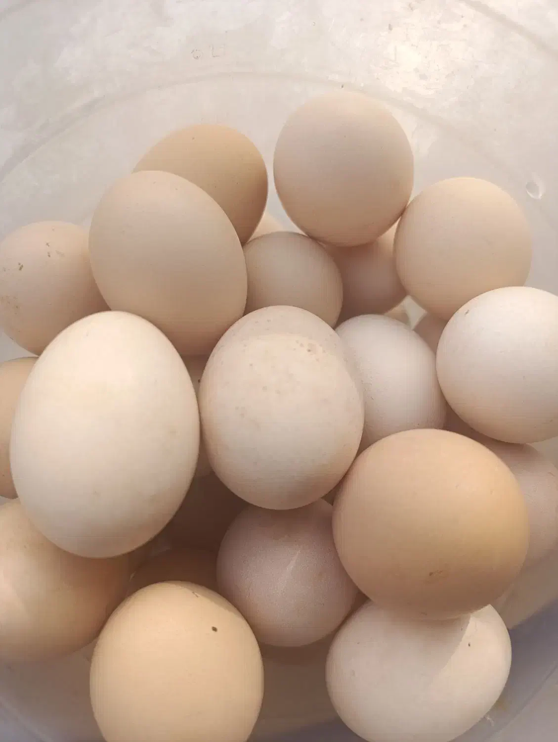 تخم مرغ محلی تازه|خوردنی و آشامیدنی|مزرعه کتول, |دیوار