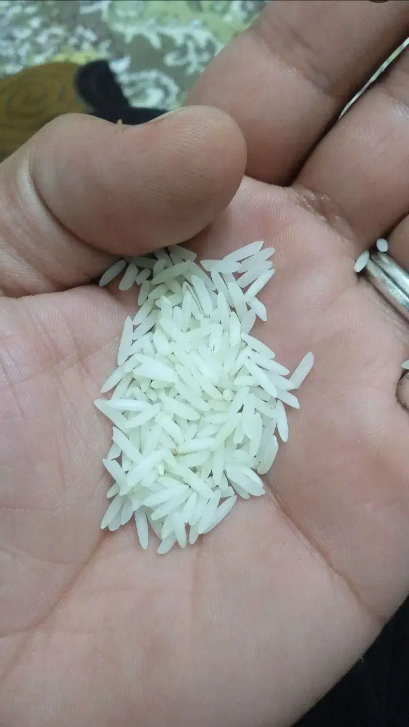 برنج صددرصدهاشمی سورتینگ شده سه الکه|خوردنی و آشامیدنی|پرهسر, |دیوار