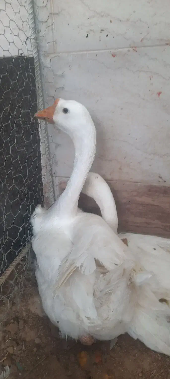 قوقاز چینی سفید|حیوانات مزرعه|چغادک, |دیوار