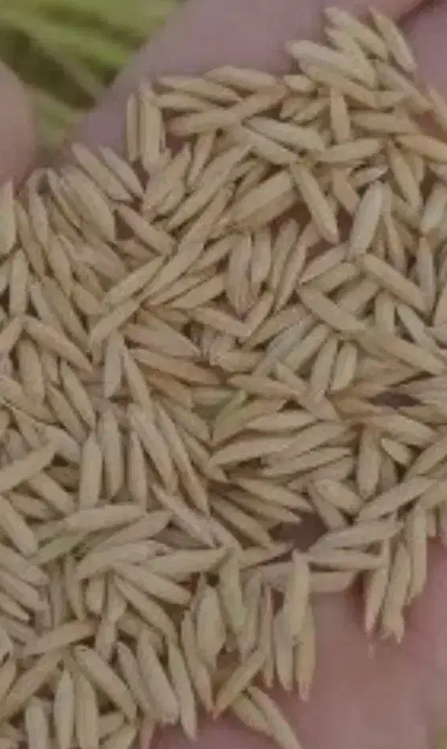 بذر شالی ندا درجه یک|عمده‌فروشی|آق قلا, |دیوار