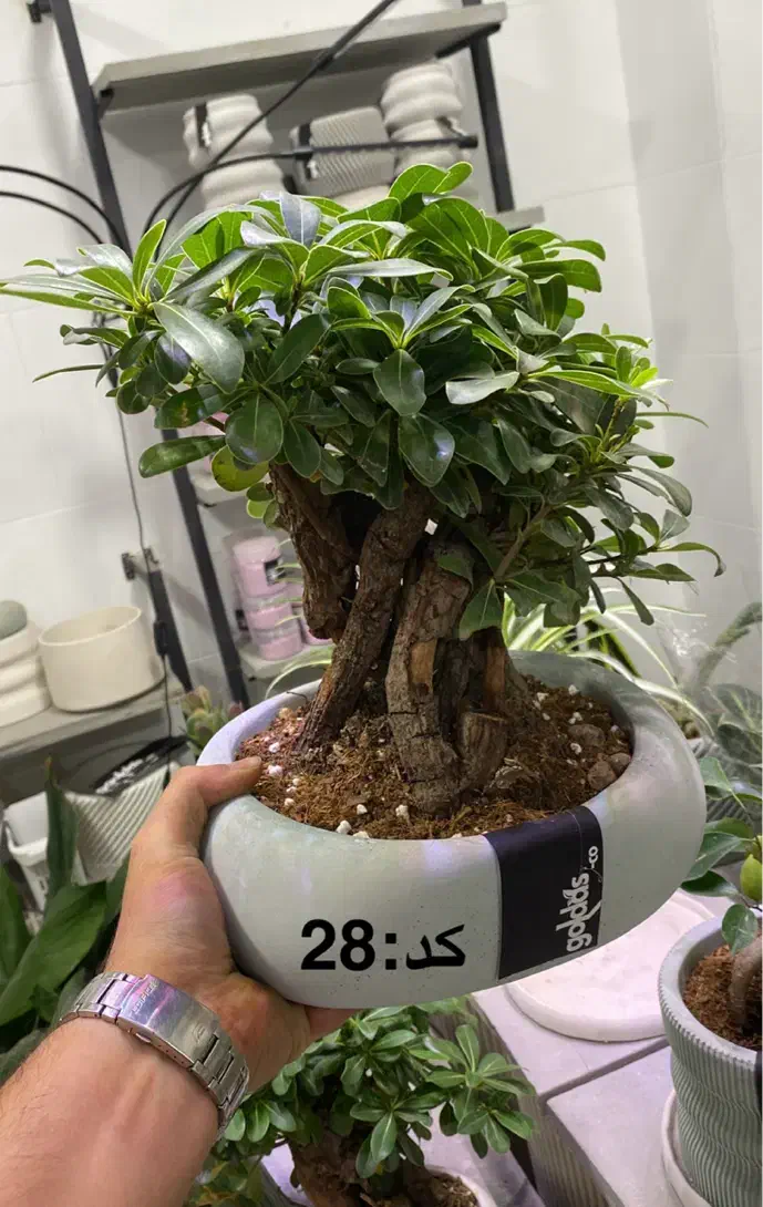 فروش انواع گیاه بنسای|گل و گیاه طبیعی|اصفهان, الهیه|دیوار