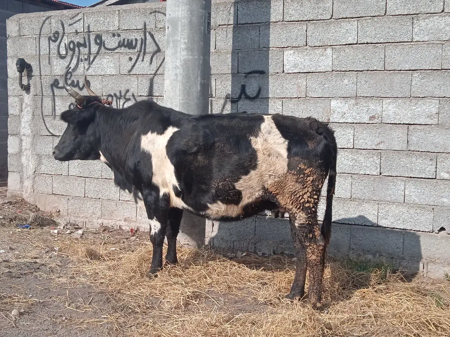 گاو چالوسی سه گوساله آورده جوان|حیوانات مزرعه|کیاشهر, |دیوار
