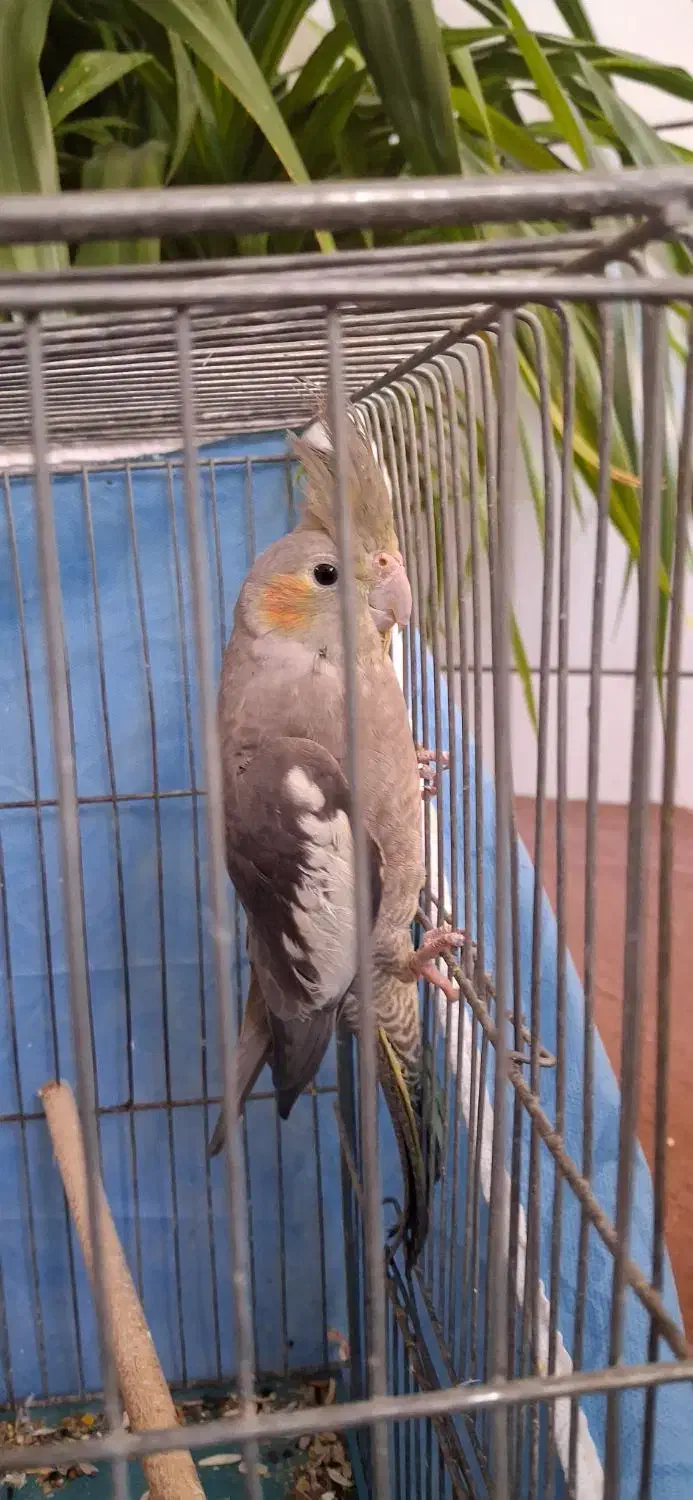 عروس هلندی  ۴ ماهه ماده|پرنده|زیباشهر, |دیوار