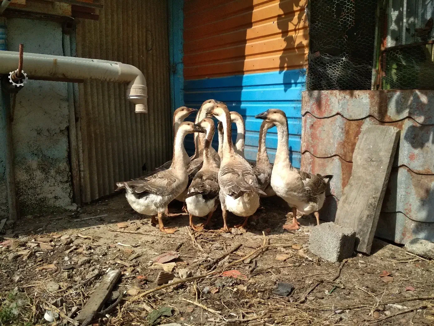 غاز اوکراینی|حیوانات مزرعه|نکا, |دیوار