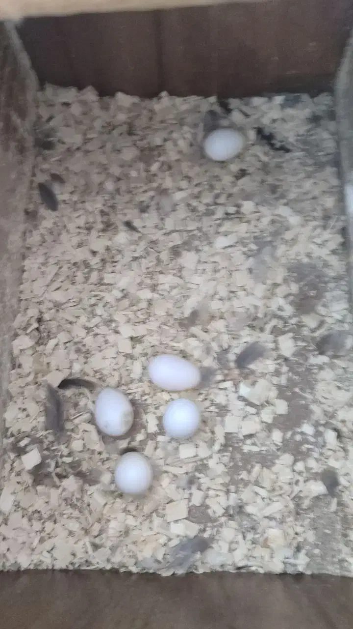 عروس هلندی|پرنده|چرداول, |دیوار