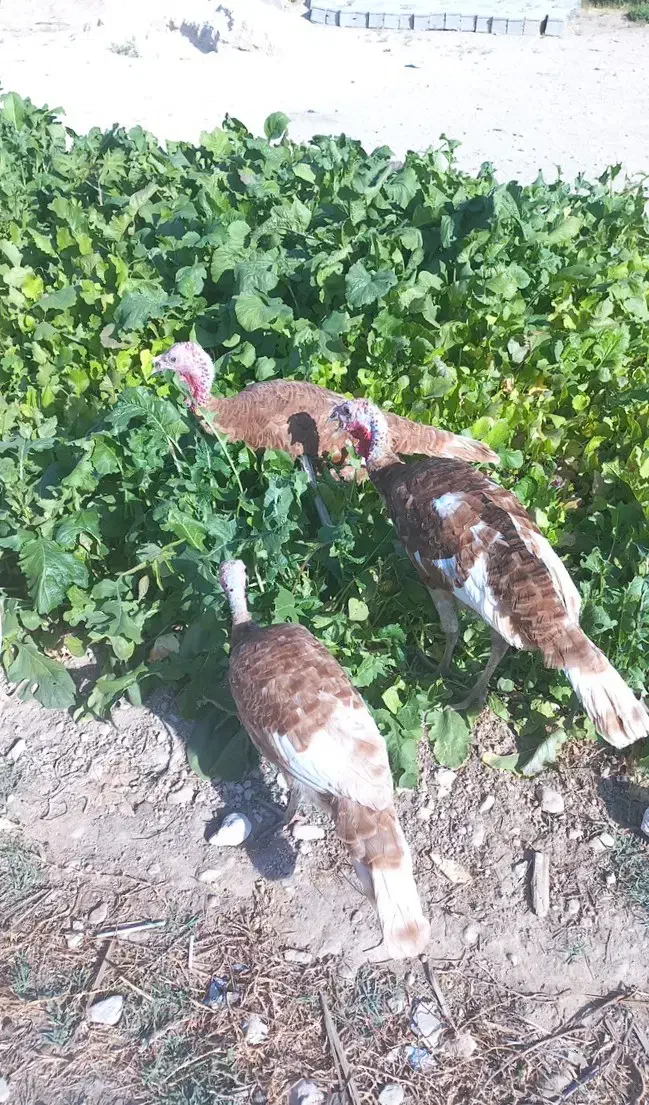 فروش ۶تا بوقلمون بوربورن هشت ماهه|حیوانات مزرعه|قیروکارزین, |دیوار