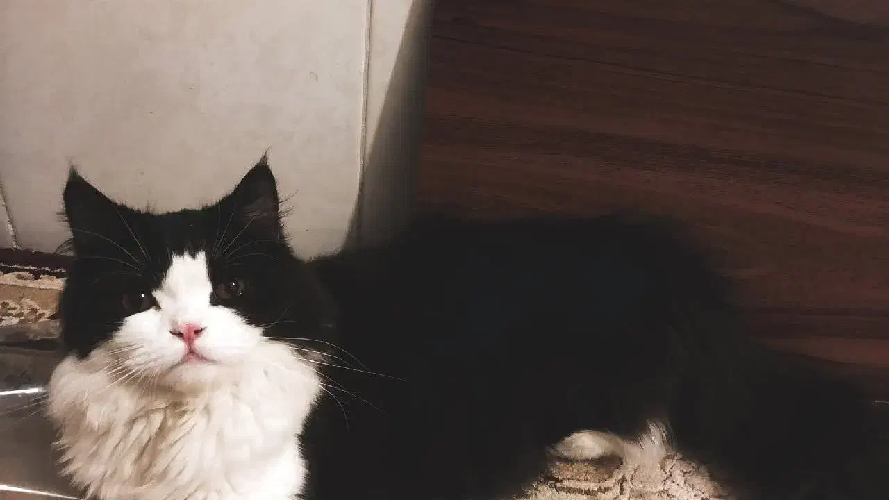 گربه نر پرشین اصیل جهت جفت گیری|گربه|یزد, |دیوار