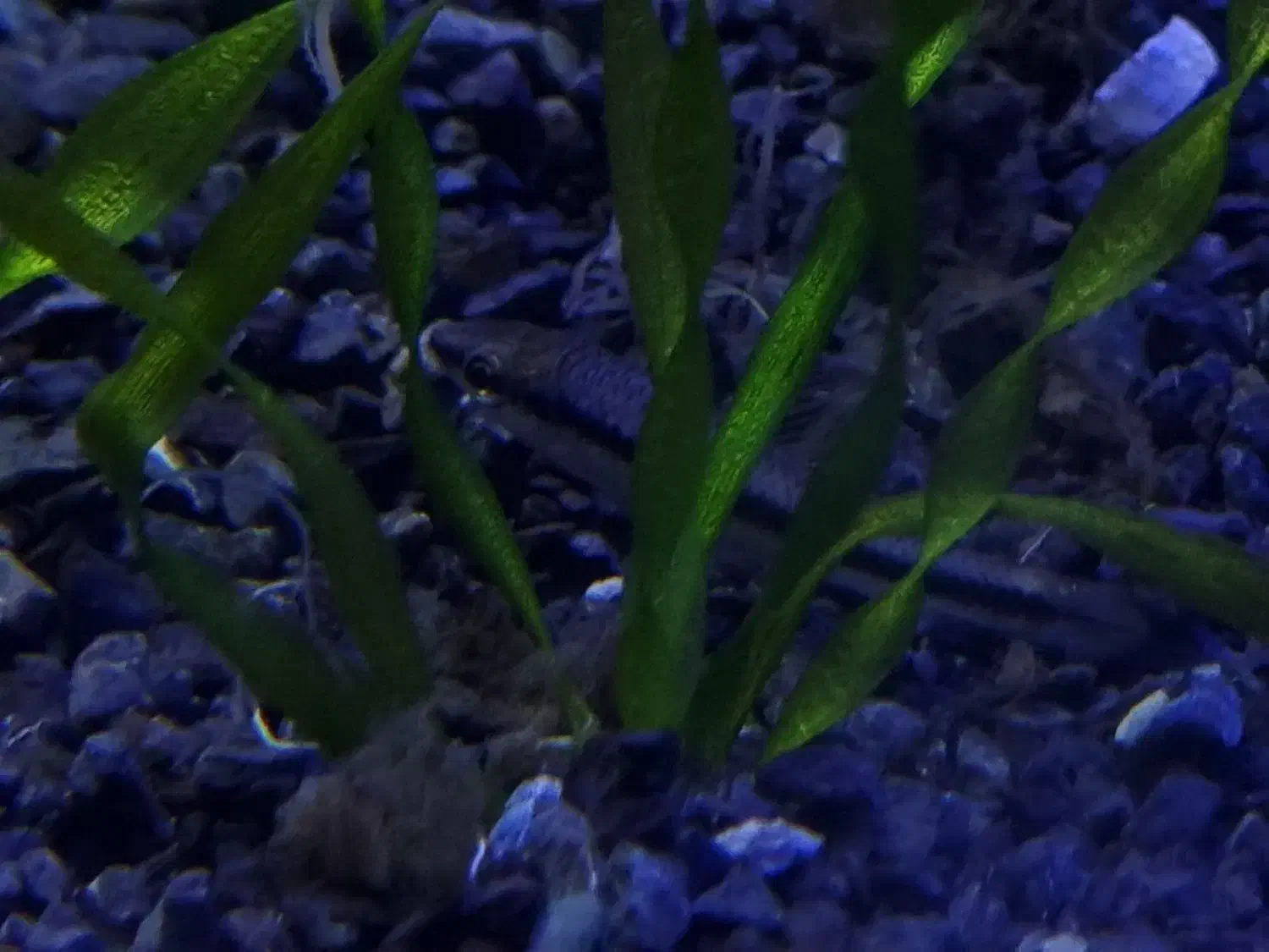 کت سیامی|ماهی|مشهد, نیروی هوایی|دیوار