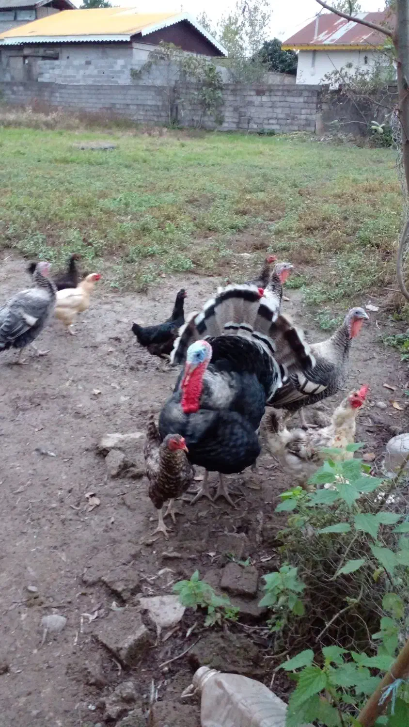 بقلمون ومرغ تخم گذار وخروس|حیوانات مزرعه|سنگر, |دیوار