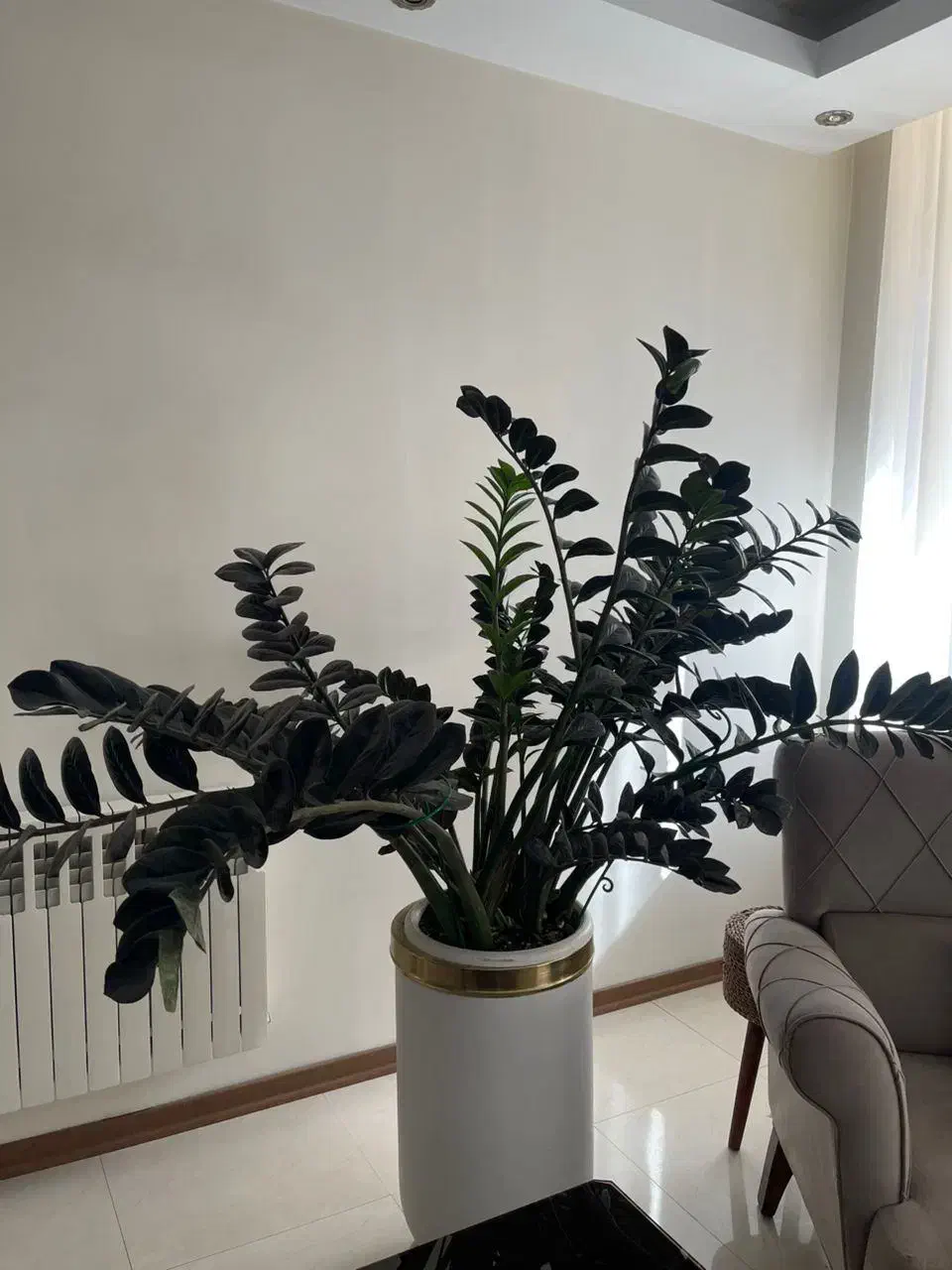 تامین و نگهداری انواع گل و گیاه با تیم مجرب|خدمات باغبانی و درختکاری|ری, بازار گل خاوران|دیوار