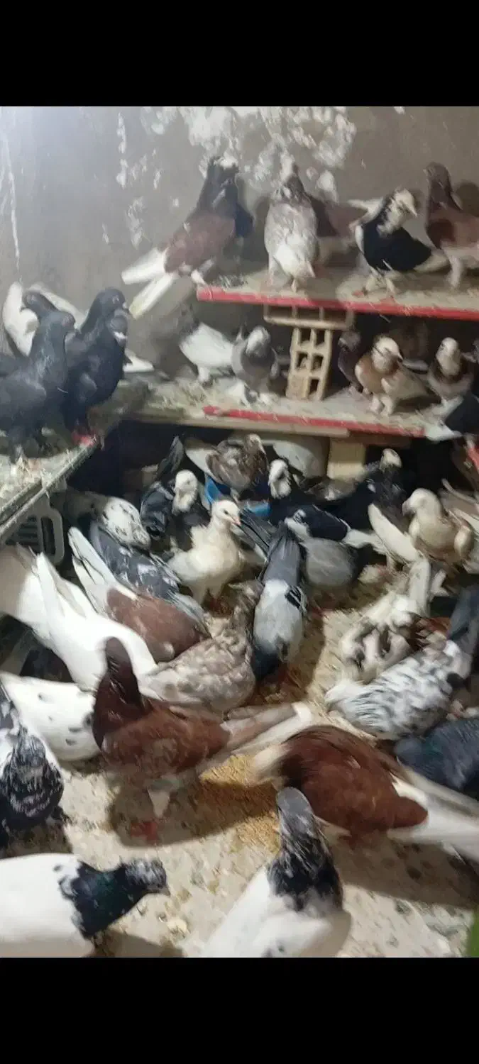 40 تا گرفتنی کفتر جا|پرنده|قم, شاه ابراهیم|دیوار