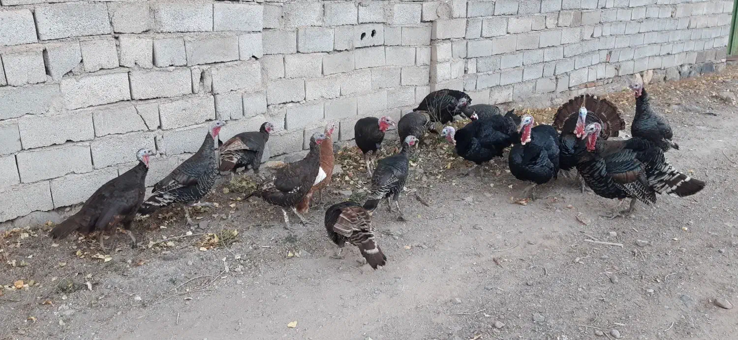 بوقلمون طبیعی‌‌|حیوانات مزرعه|ثمرین, |دیوار