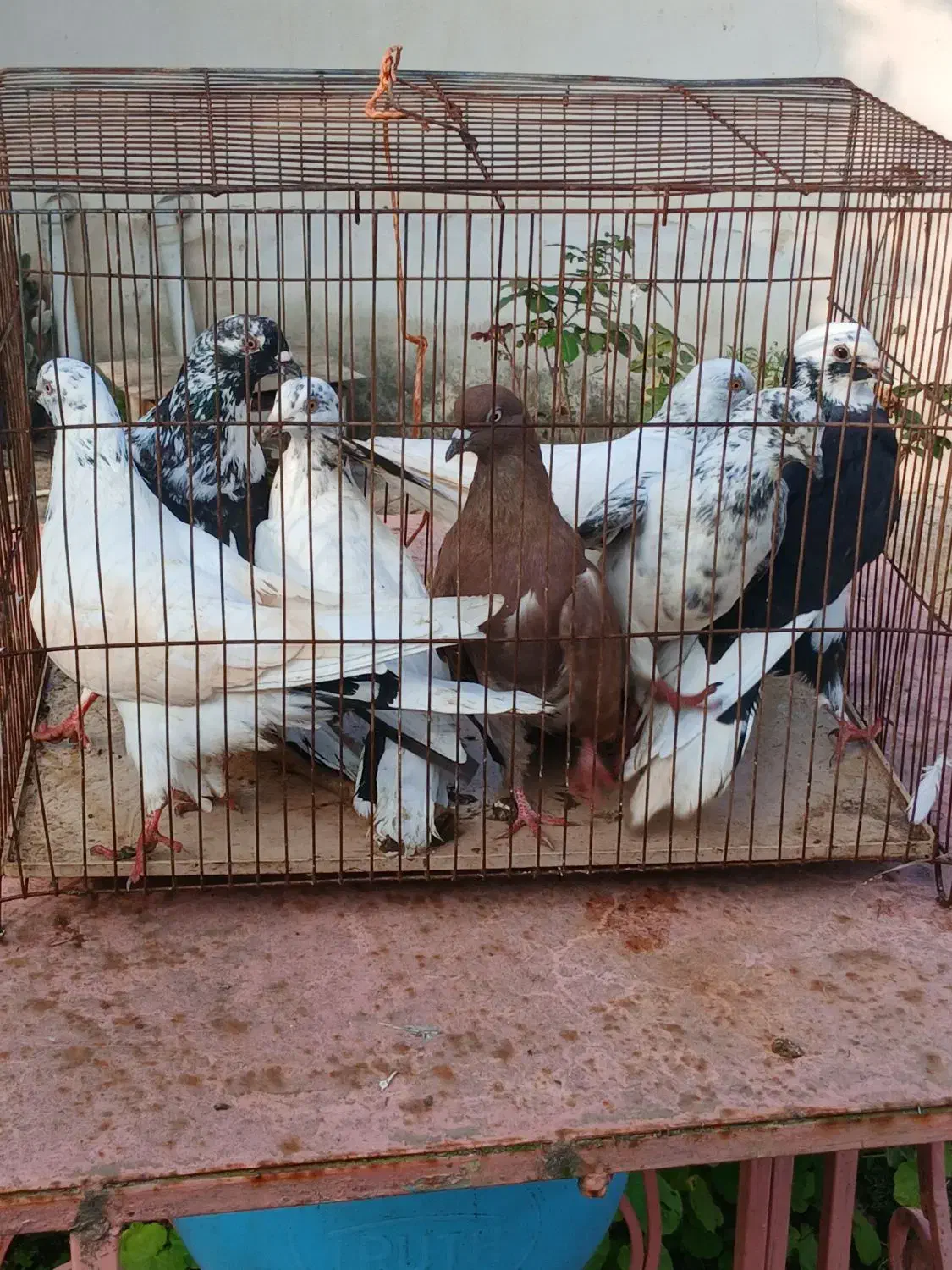 فروش تعدادی کبوتر خوشگل پرشی سالم|پرنده|تولم شهر, |دیوار