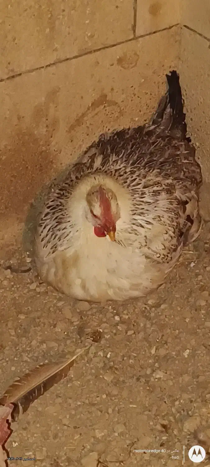 مرغ خانگی تخم گذار|حیوانات مزرعه|تهران, مسعودیه|دیوار
