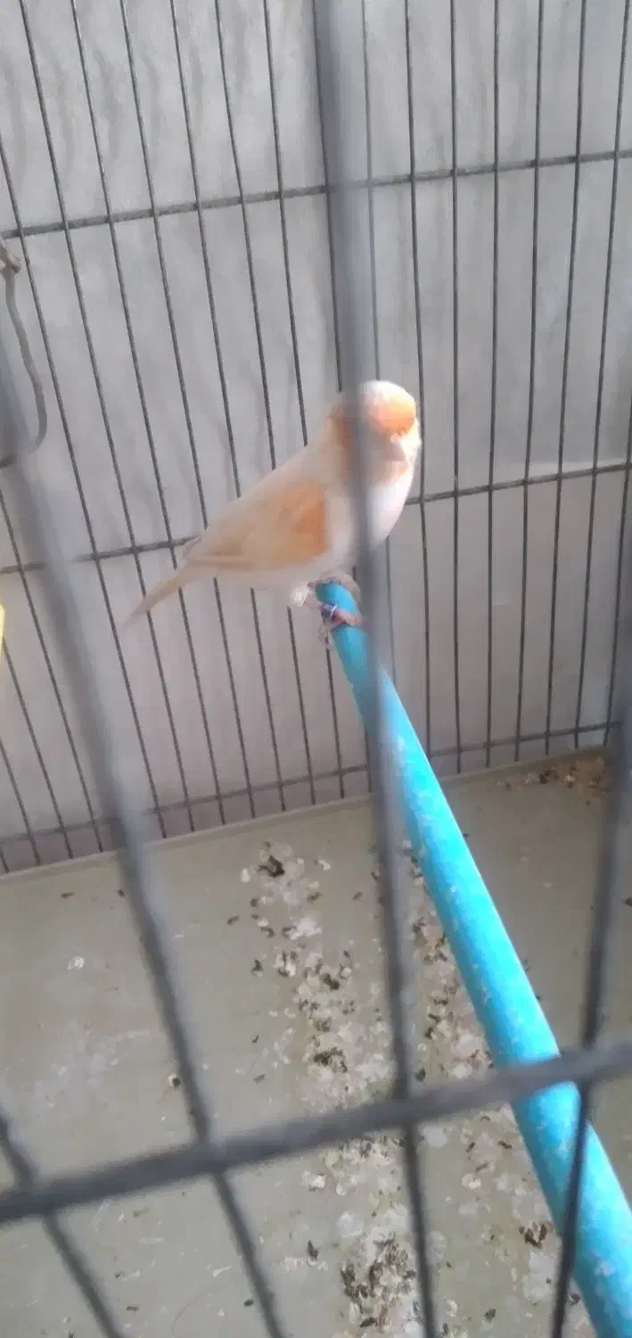 پرنده|پرنده|اراک, |دیوار