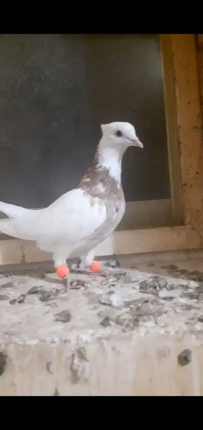 طوق هفت رنگ|پرنده|لنجان, |دیوار