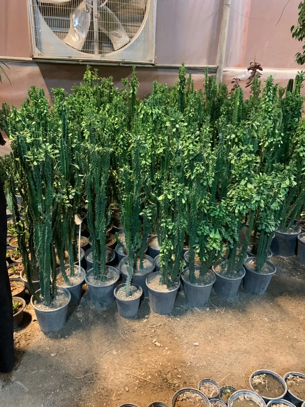 افوربیا|گل و گیاه طبیعی|پاکدشت, پاکدشت (مامازند)|دیوار