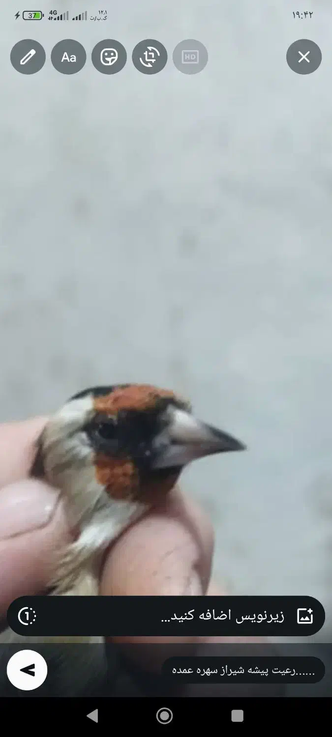 سهره سرسیاه و کرمونی رام وحش|پرنده|فسا, |دیوار