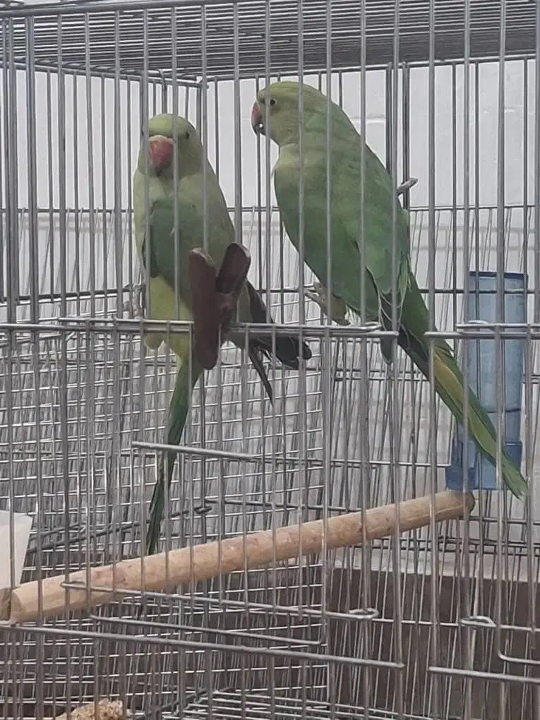 طوطی ملنگو|پرنده|مرودشت, فرهنگ|دیوار