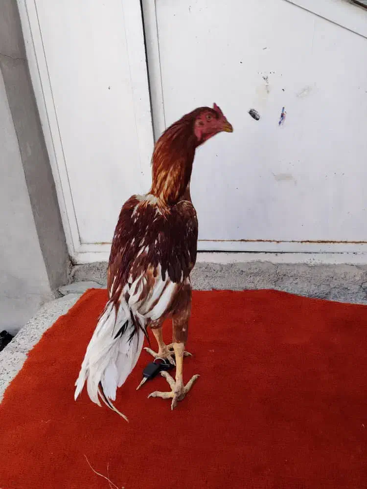 جوجه خروس لاری|حیوانات مزرعه|مریوان, |دیوار