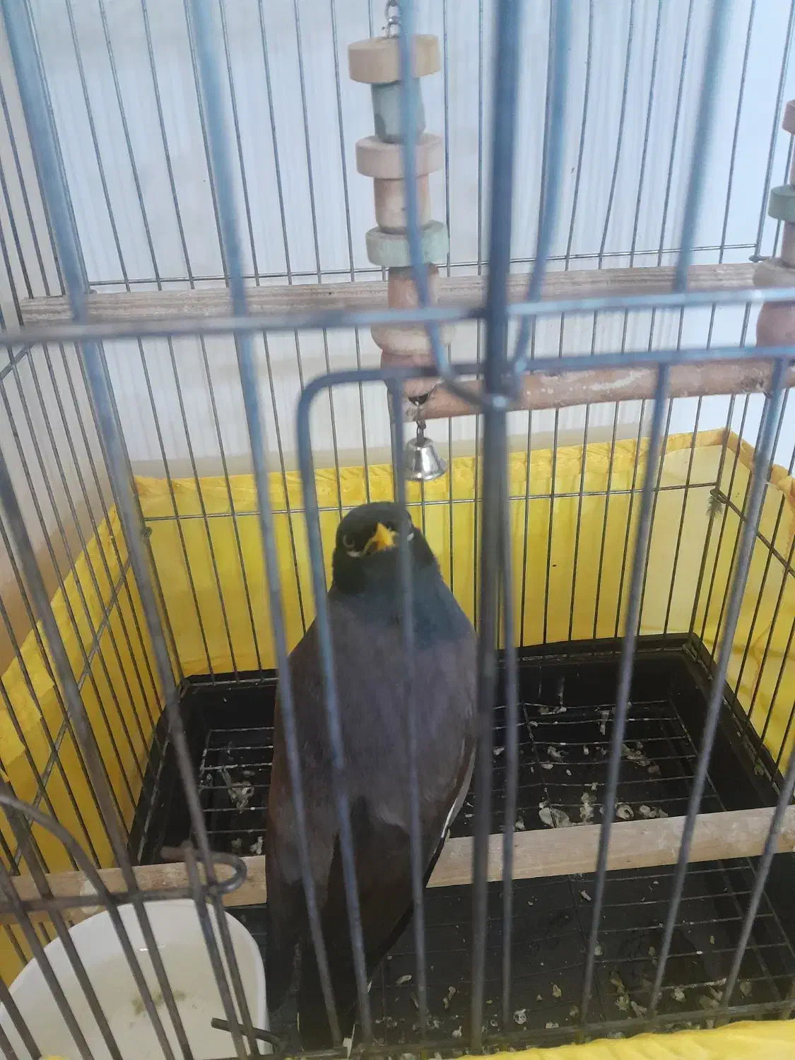 مرغ مینا سخنگو|پرنده|تهران, ارامنه|دیوار