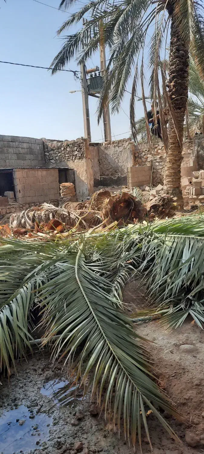 برش و قطع نخل در سراسر استان|خدمات باغبانی و درختکاری|بندر کنگان, |دیوار