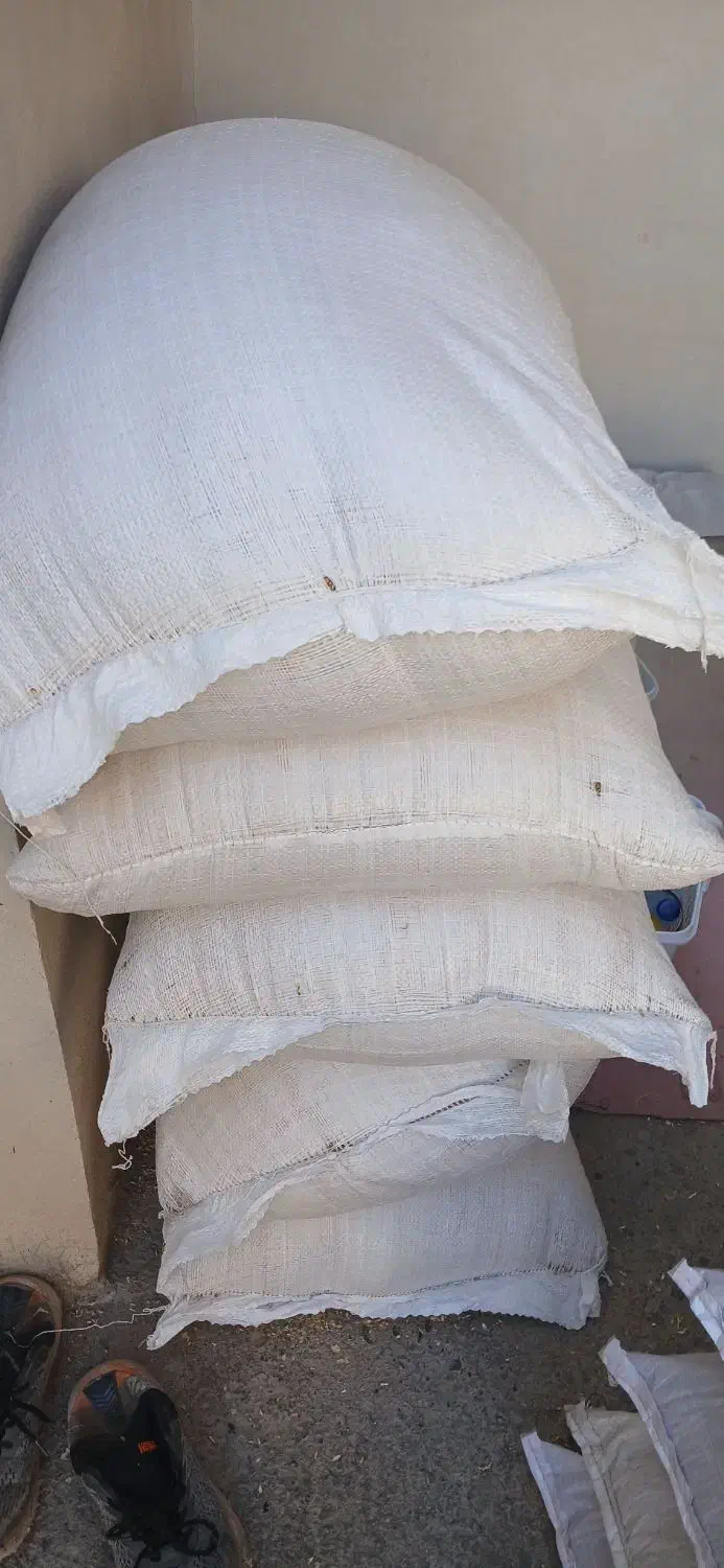 گندم آبی رقم سالار|خدمات باغبانی و درختکاری|کنگاور, |دیوار