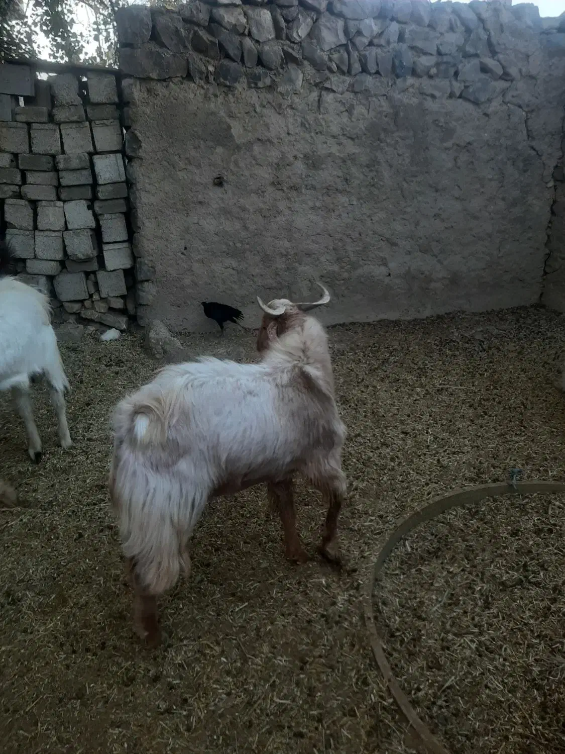 بز نر|حیوانات مزرعه|سپیدان, |دیوار