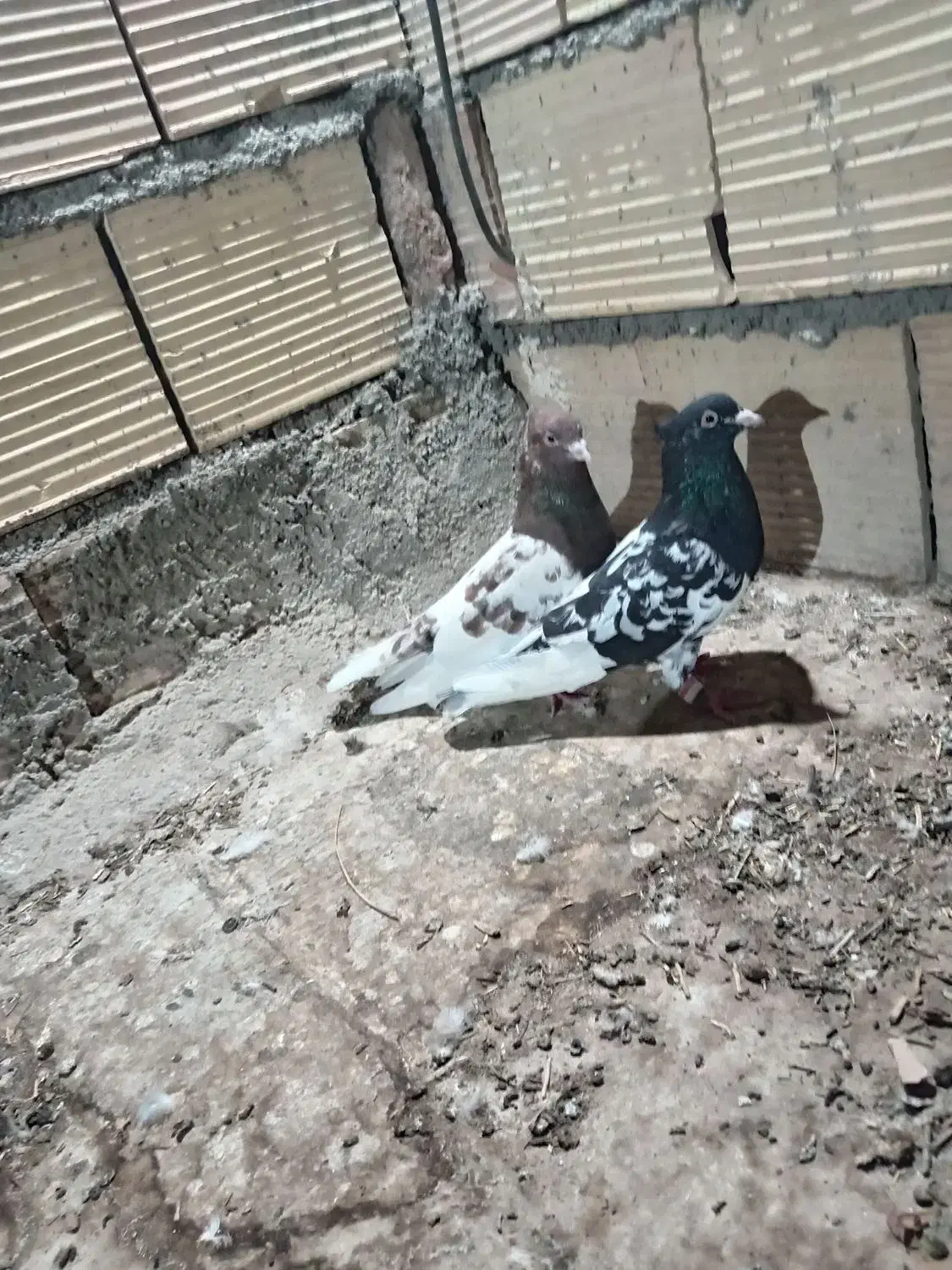 4عدد|پرنده|عطاملک, |دیوار