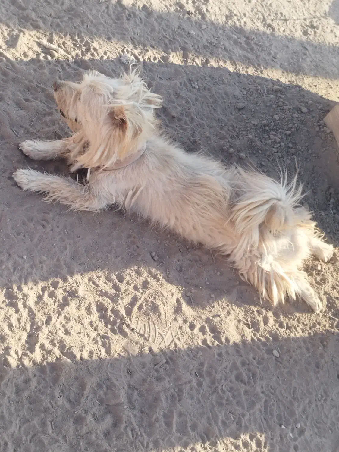 یک جفت سگ|سگ|رفسنجان, |دیوار