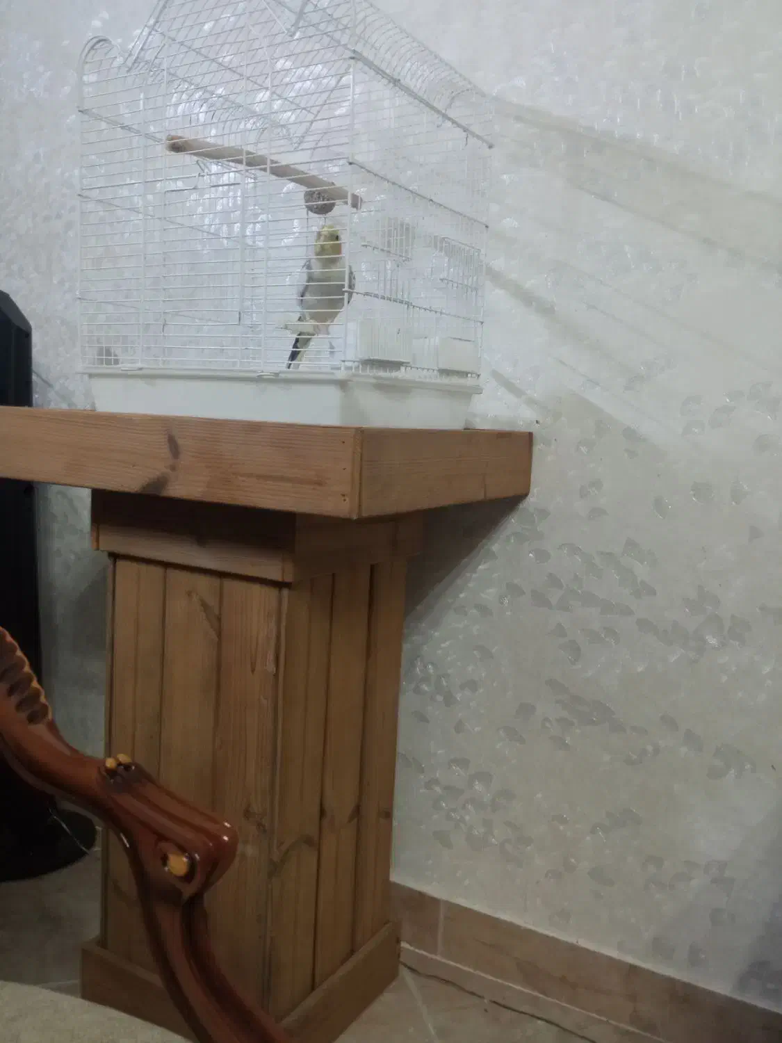 عروس هلندی|پرنده|فردیس, شهرک شهید حسینی|دیوار