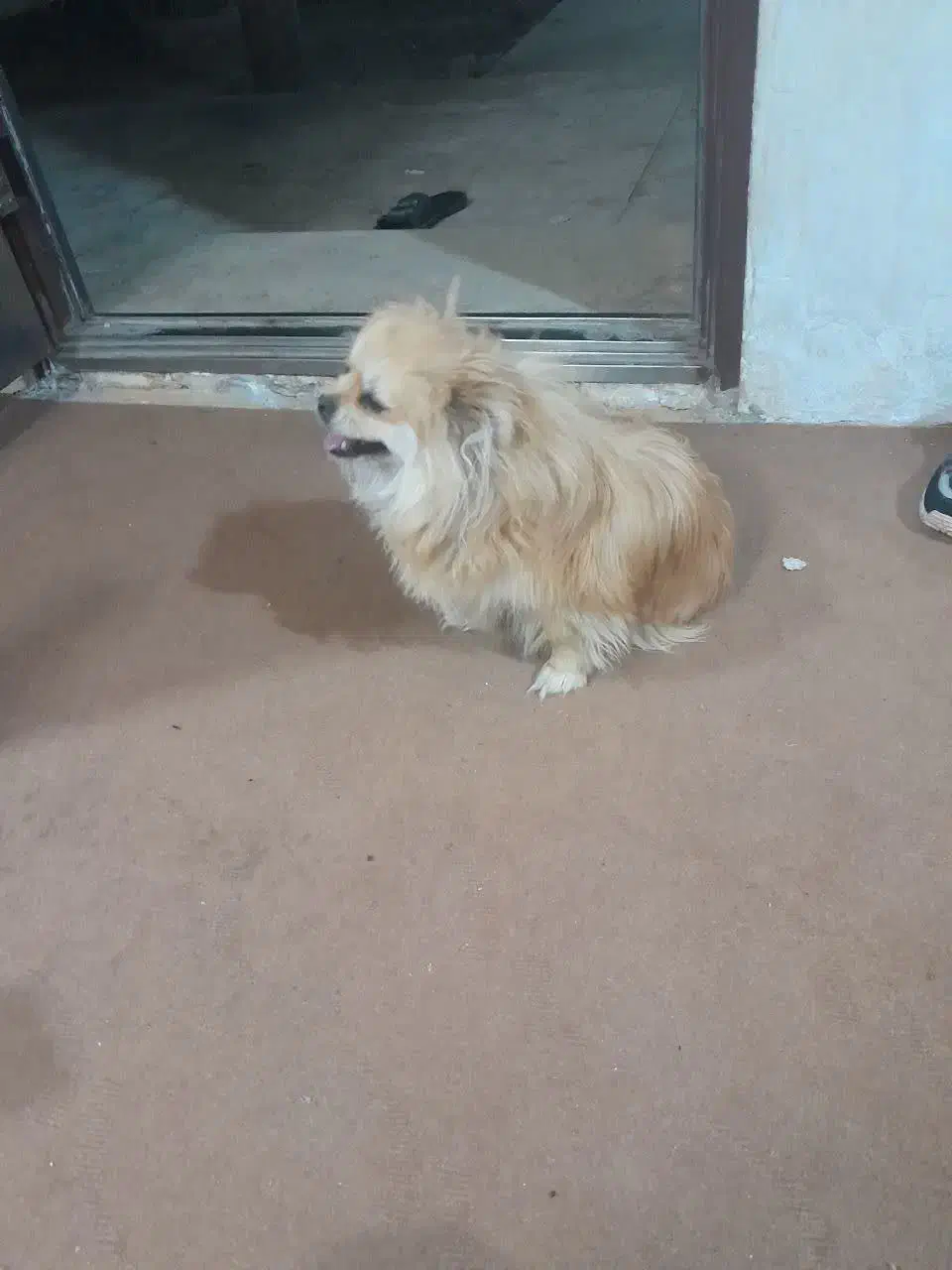 سگ‌ پامرانیان|سگ|سلفچگان, |دیوار