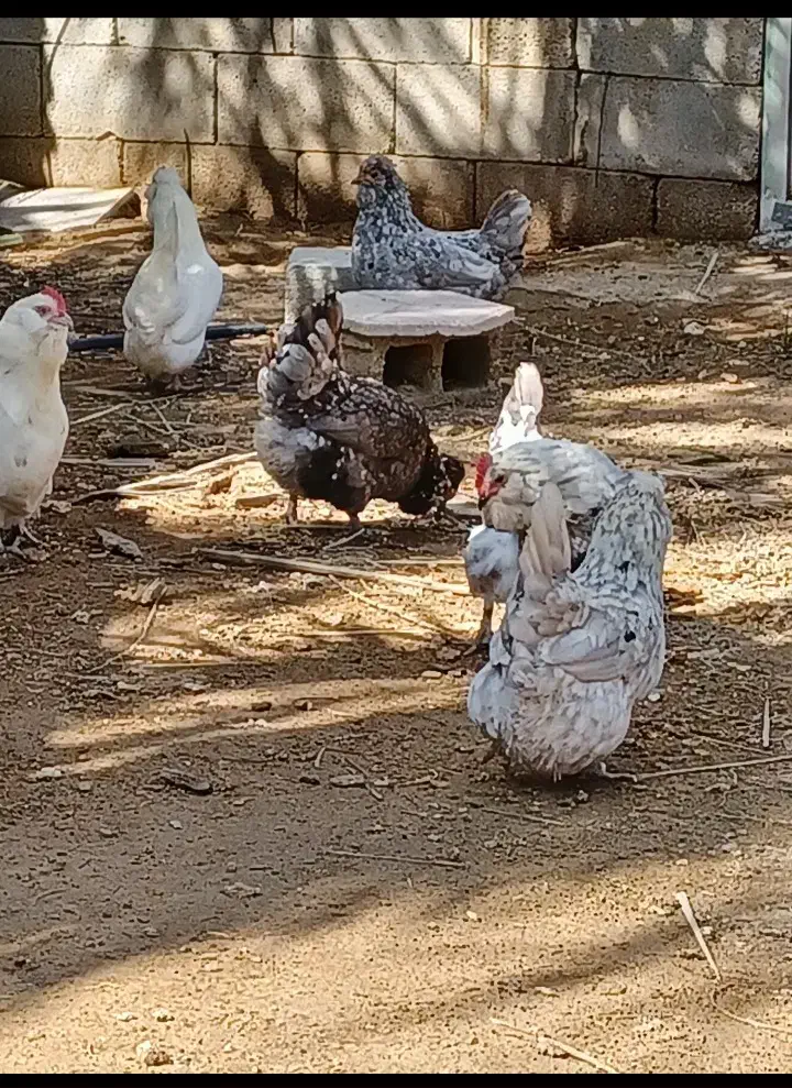 مرغ و خروس پاکر(پاکوتاه)فقط تخم نطفه دار موجود هست|حیوانات مزرعه|چغادک, |دیوار