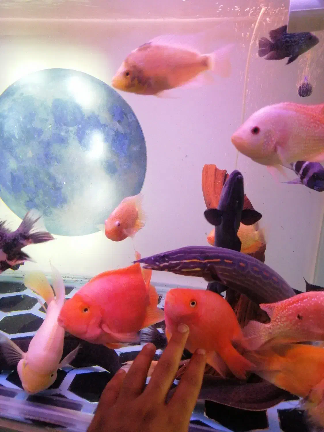 ویجا-تایگر-ایل|ماهی|سنندج, |دیوار